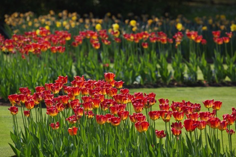 Tulipani